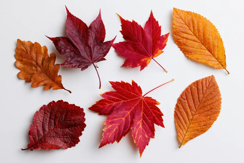 Autumn leaves of maple, oak, elm and birch arranged on white background