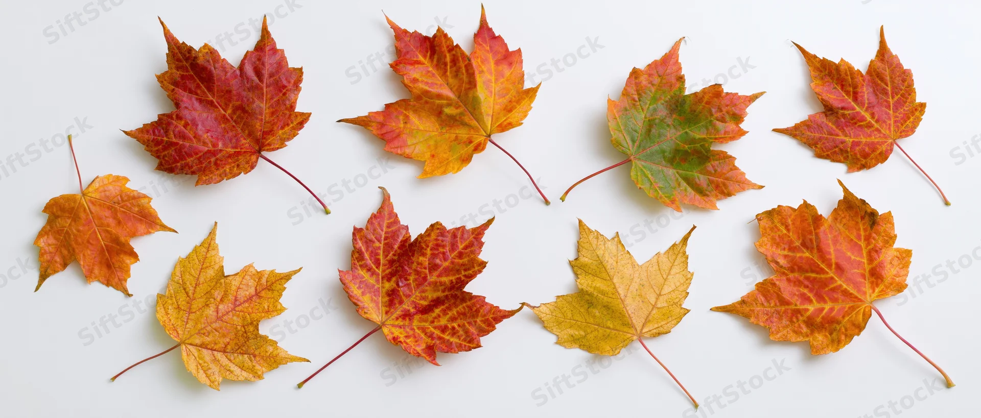 Maple leaves arranged in loose pattern on white surface