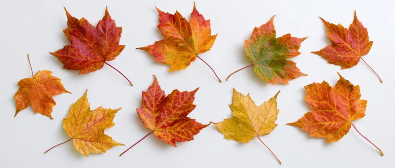 Maple leaves arranged in loose pattern on white surface