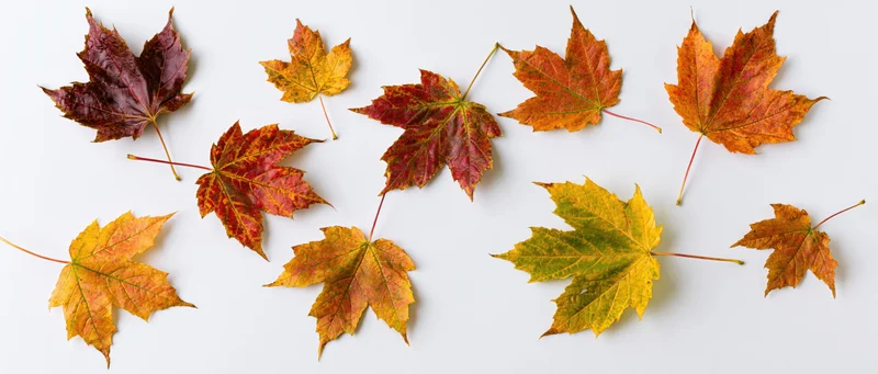 Maple leaves in autumn colors arranged on white background