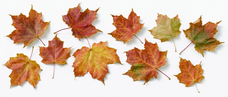 Maple leaves arranged loosely on white background