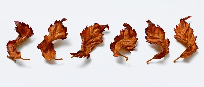 Dried autumn leaves arranged in two rows on white background