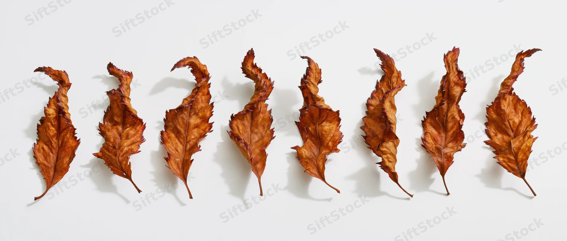 Eight dried autumn leaves arranged in two rows on a white surface