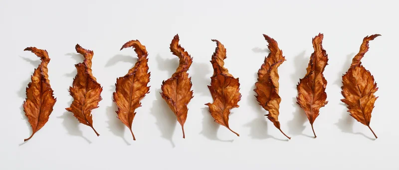 Eight dried autumn leaves arranged in two rows on a white surface