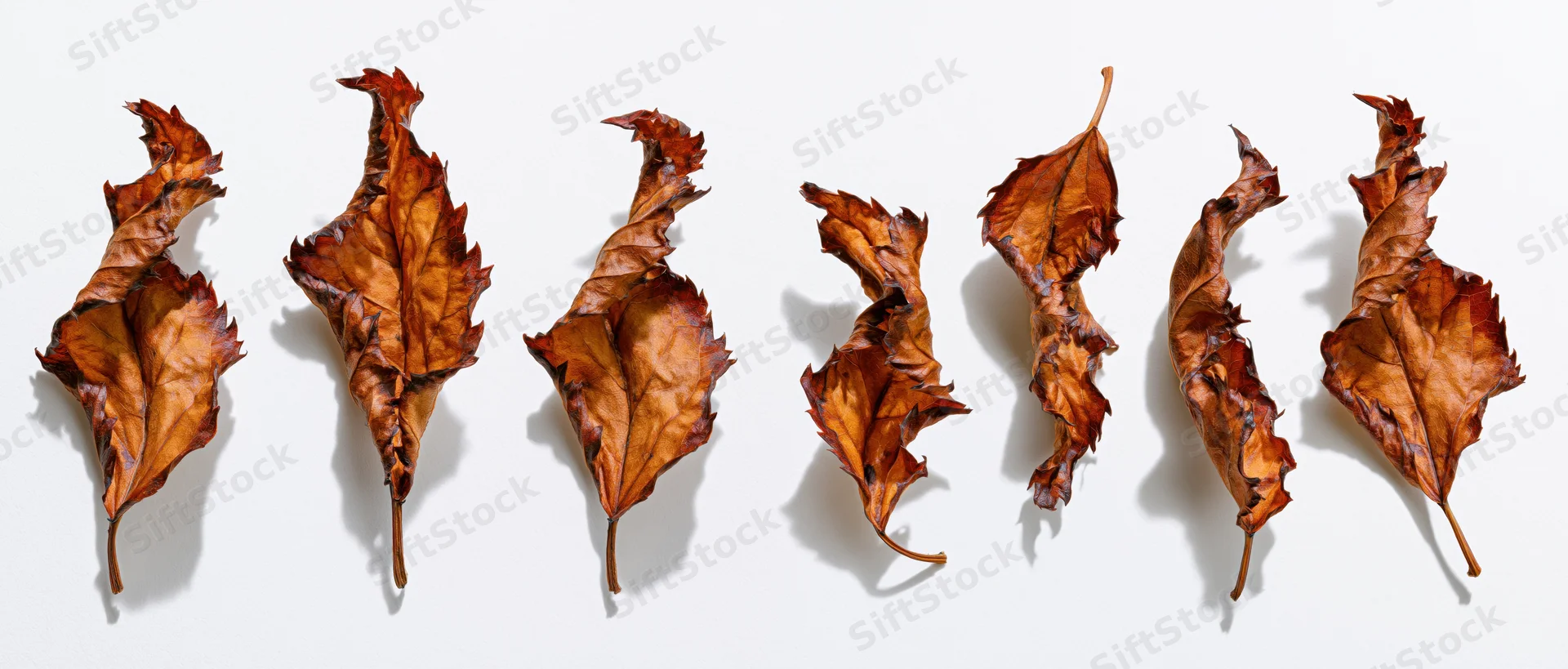 Dried autumn leaves arranged in two rows on white background