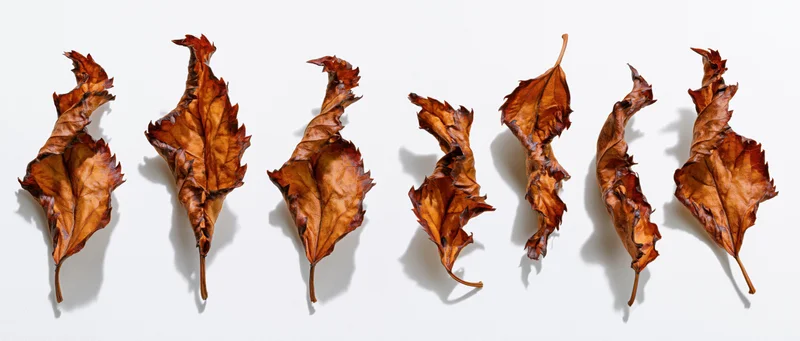 Dried autumn leaves arranged in two rows on white background