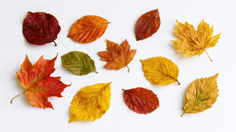 Dried autumn leaves of various species arranged on a white surface