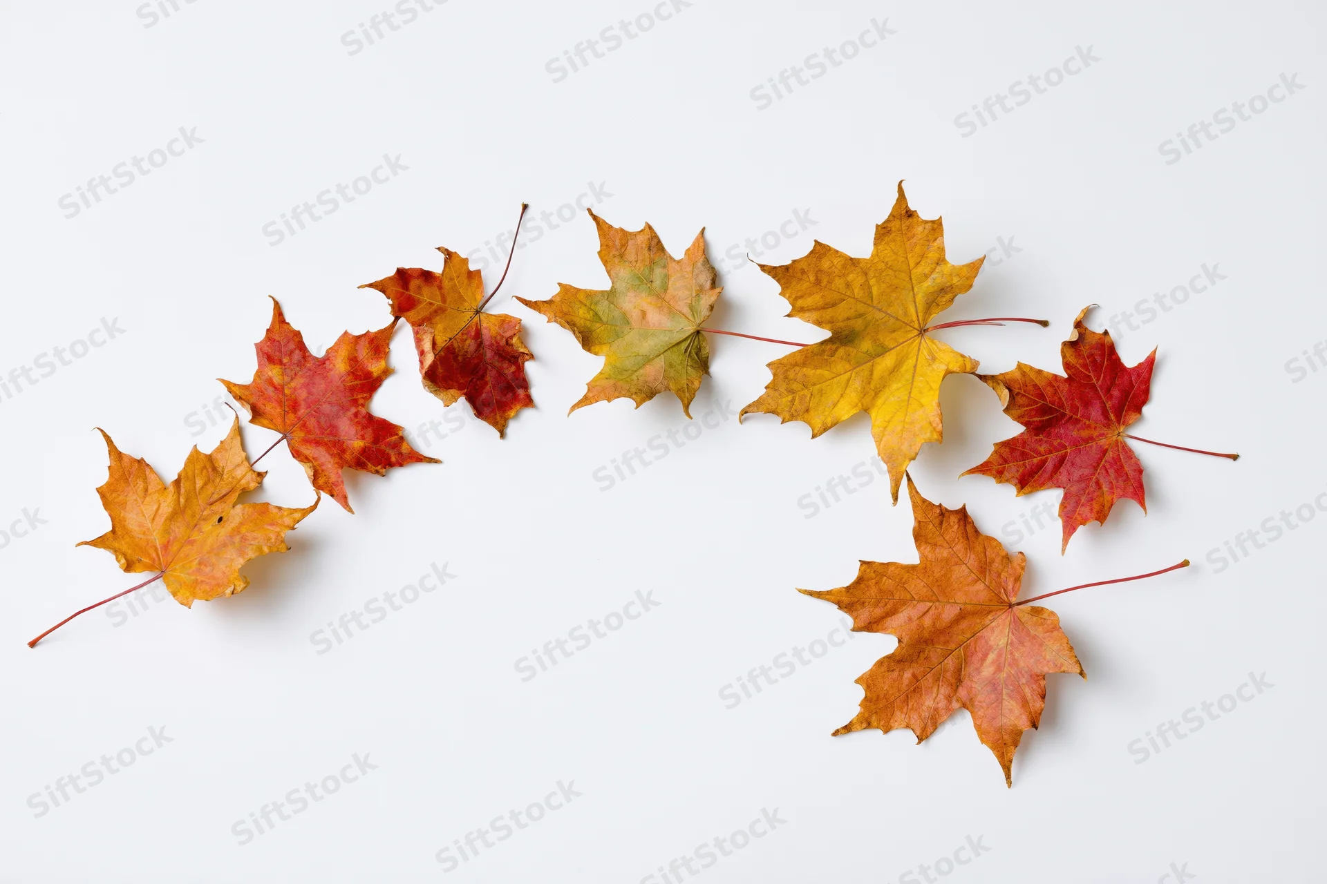 Maple leaves in autumn colors arranged in a curve on a white surface