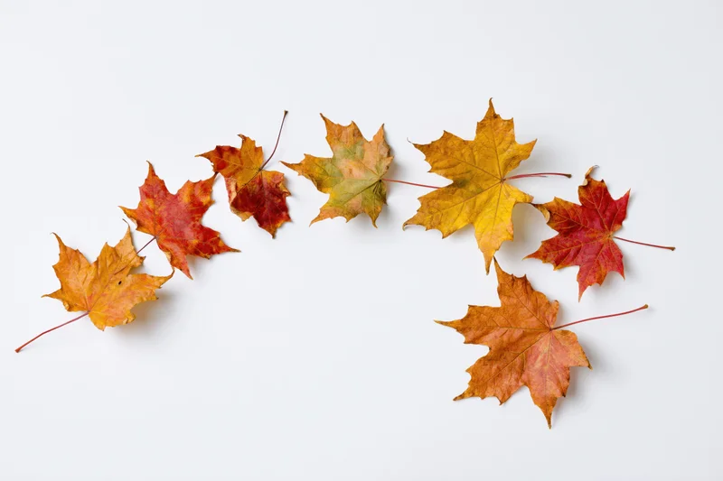 Maple leaves in autumn colors arranged in a curve on a white surface