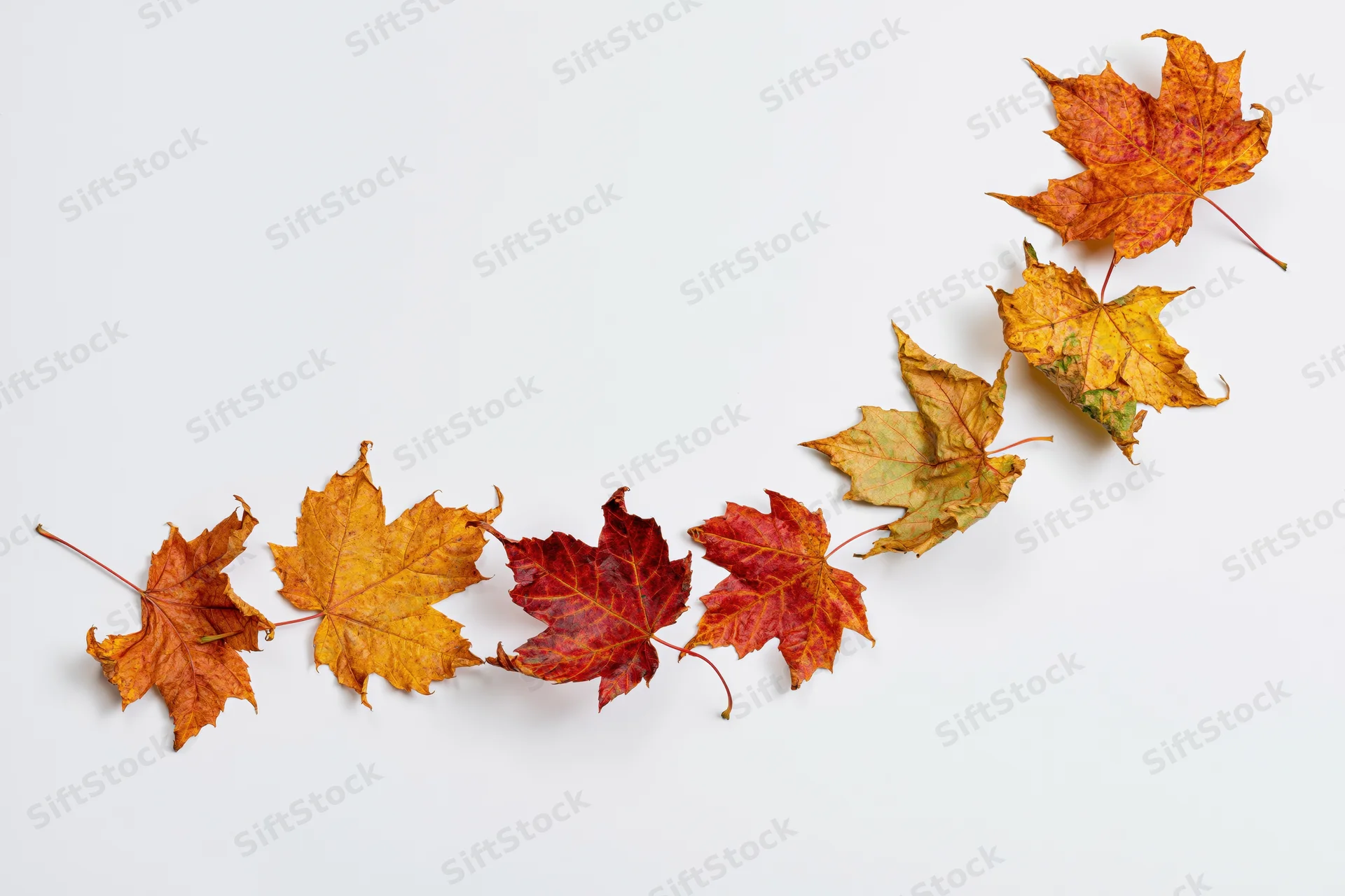 Maple leaves arranged in a curved line on white background