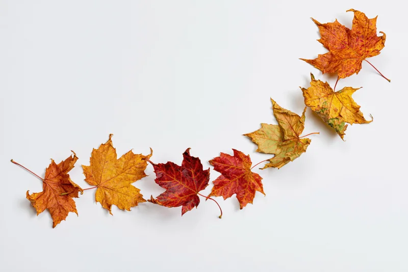 Maple leaves arranged in a curved line on white background