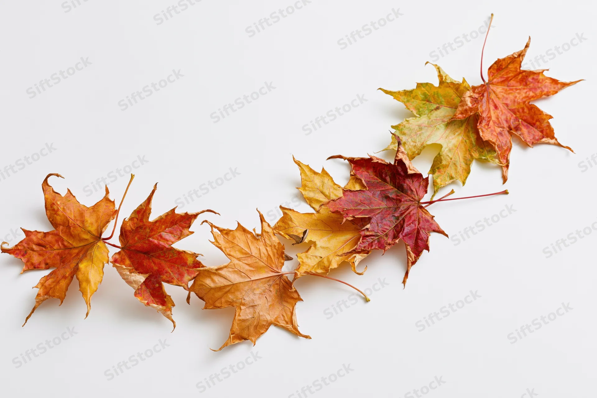 Maple leaves in autumn colors arranged in a curve on white background