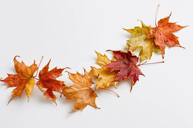 Maple leaves in autumn colors arranged in a curve on white background