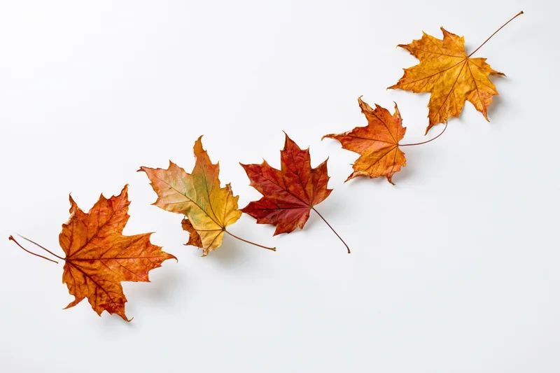 Maple leaves arranged diagonally on white background