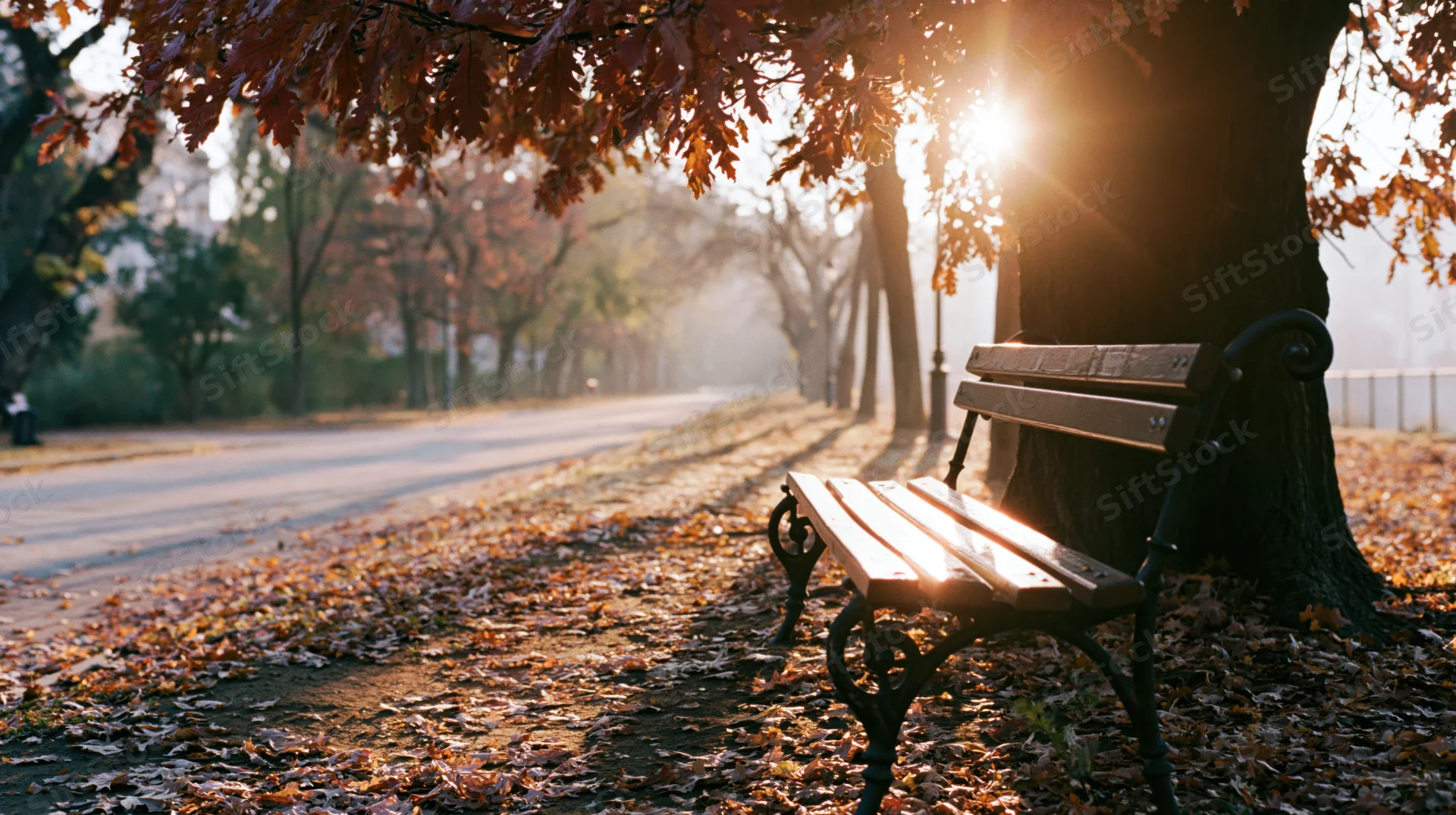 Empty park bench beside a large autumn tree on a leaf-covered pathway in morning sunlight