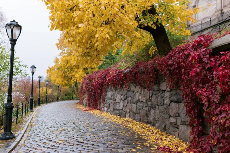 Curving cobblestone path lined with yellow trees and red ivy-covered stone wall in autumn park
