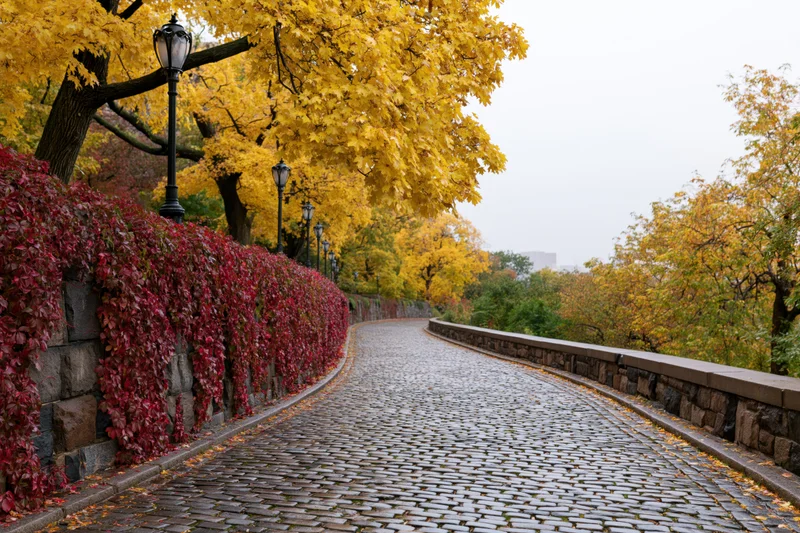 Curved cobblestone path in autumn park flanked by yellow trees and red ivy wall