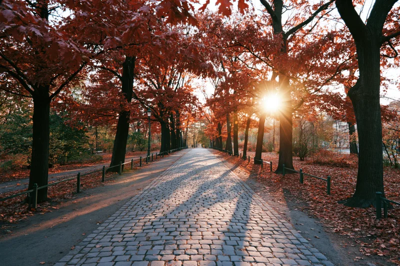 Cobblestone path lined with red-leafed trees in a park at sunset