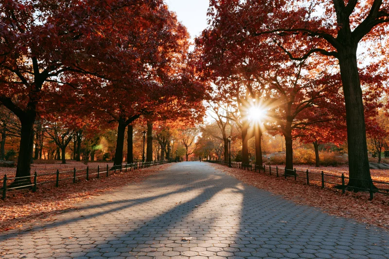 Cobblestone path lined with autumn trees and fallen leaves in a park at sunrise