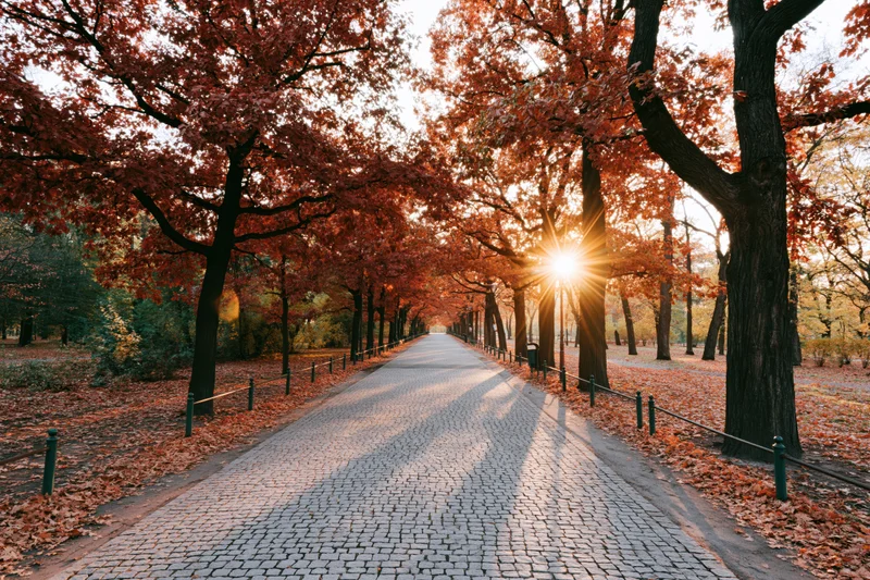 Cobblestone path lined with autumn trees receding into the distance in a park