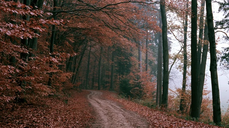 Dirt path curving through dense autumn forest with red and brown foliage under misty sky