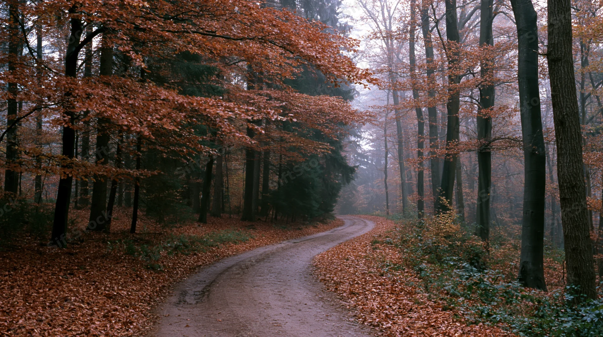 Winding dirt path through dense autumn forest covered in fallen leaves