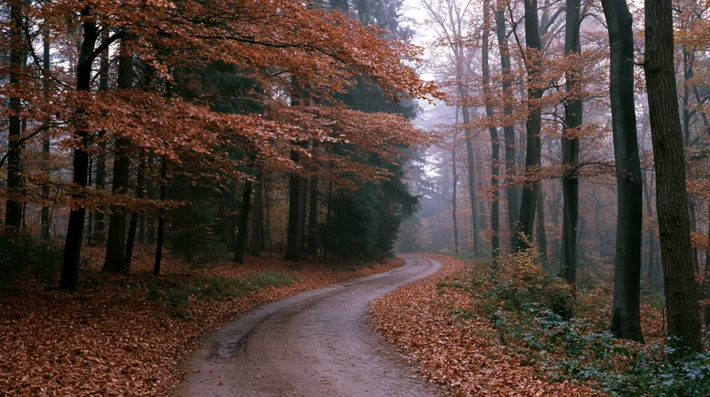 Winding dirt path through dense autumn forest covered in fallen leaves