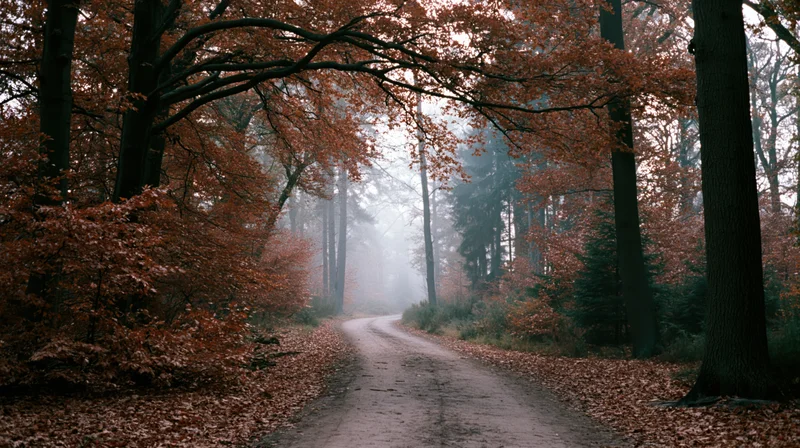 Winding dirt path through dense autumn forest with mist and fallen leaves