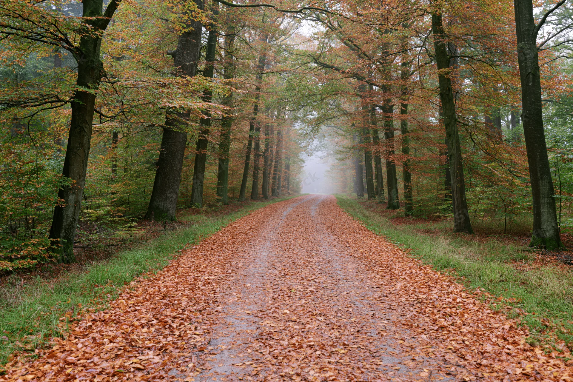Forest path covered in fallen leaves leading into misty distance through autumn trees
