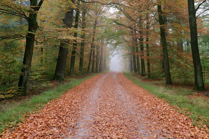 Forest path covered in fallen leaves leading into misty distance through autumn trees