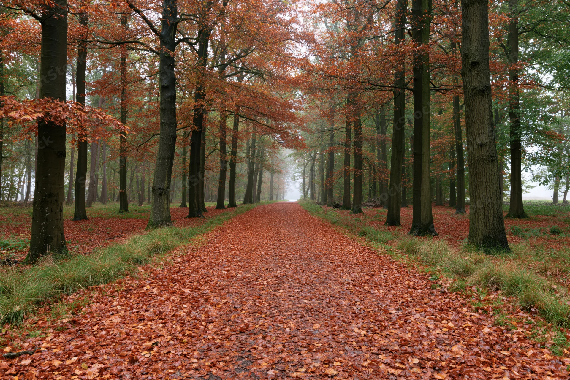Forest path covered in fallen autumn leaves winding through misty trees