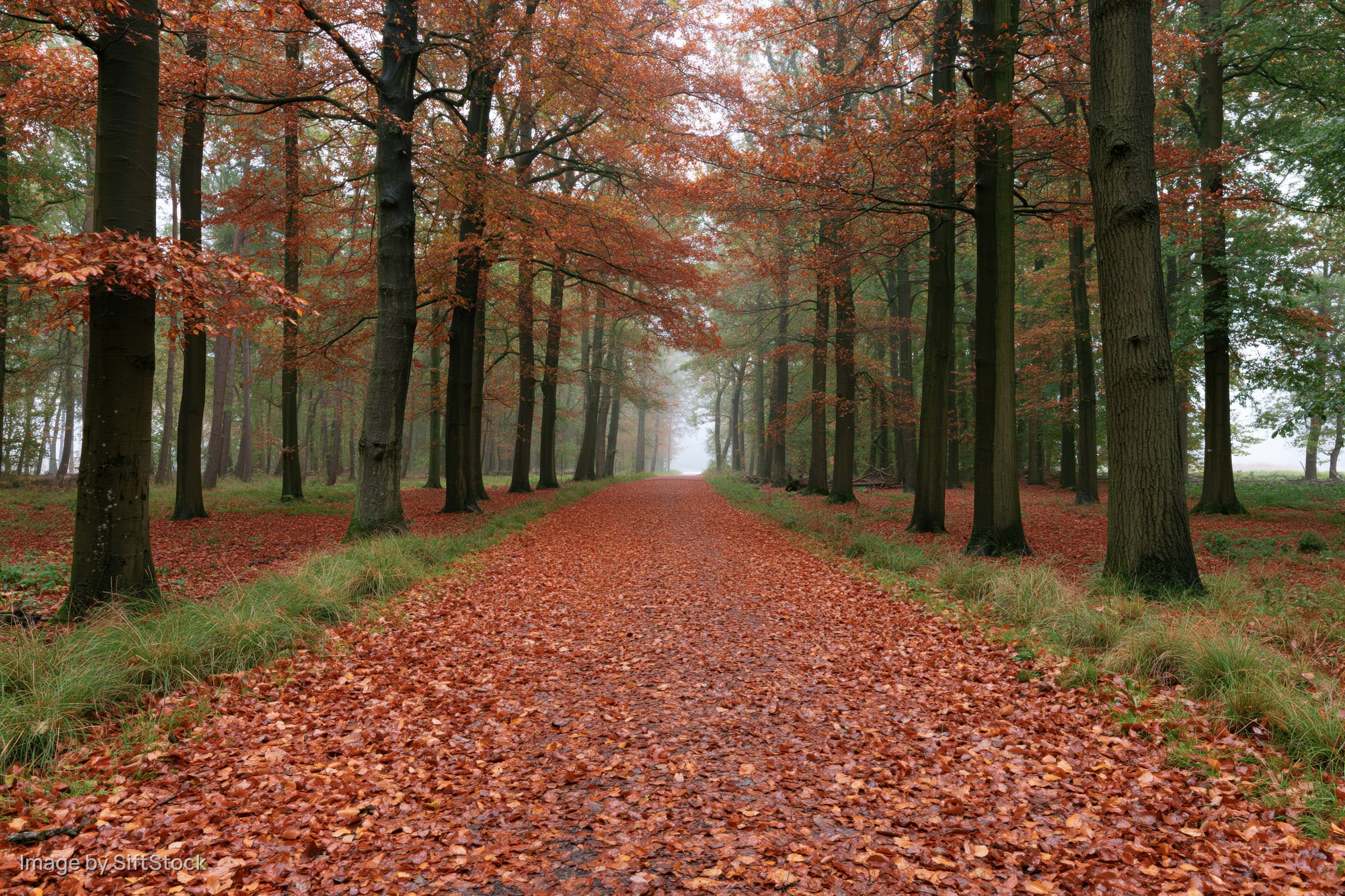 Forest path covered in fallen autumn leaves winding through misty trees