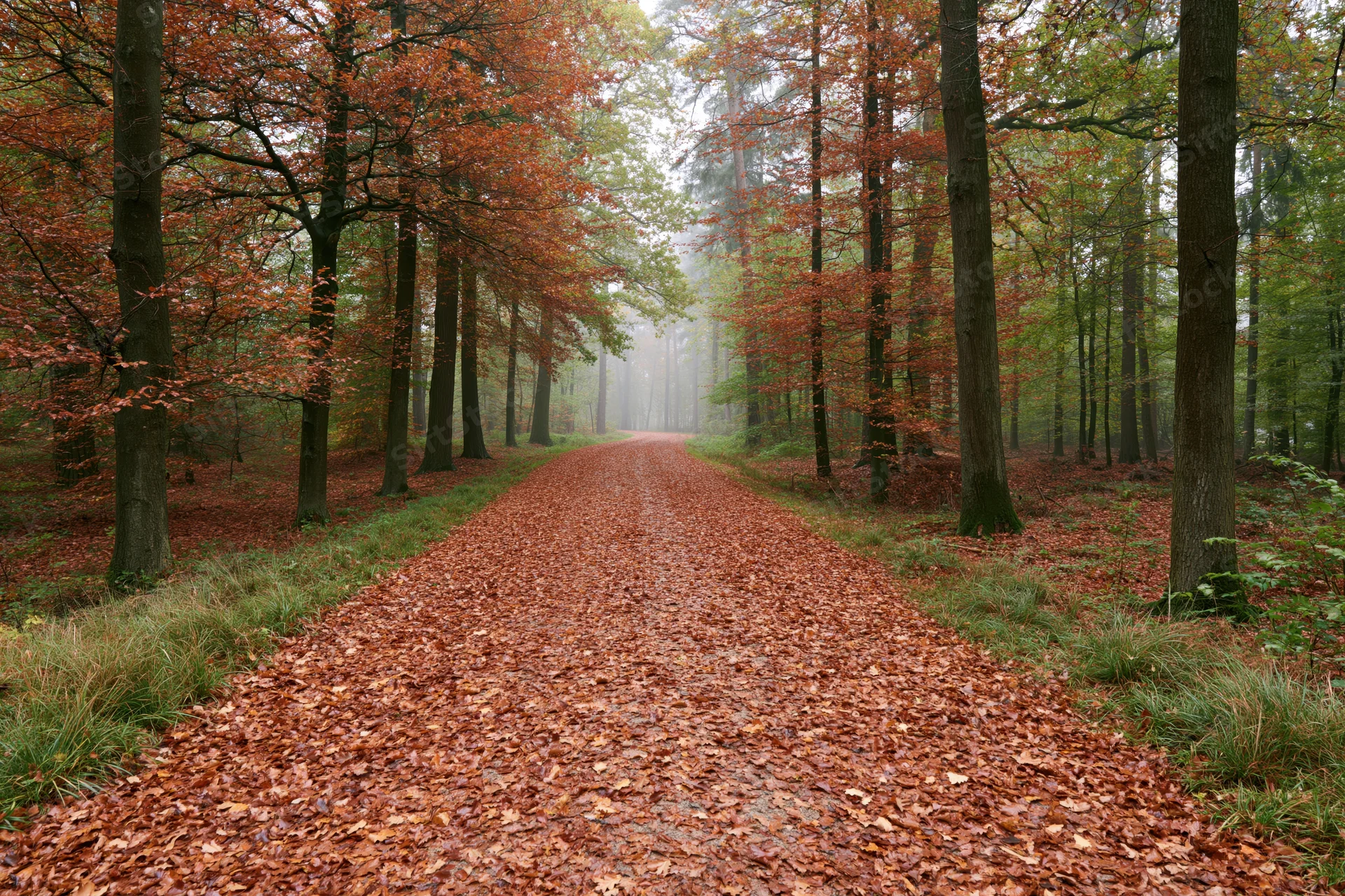Forest path covered in fallen autumn leaves winding through misty woodland