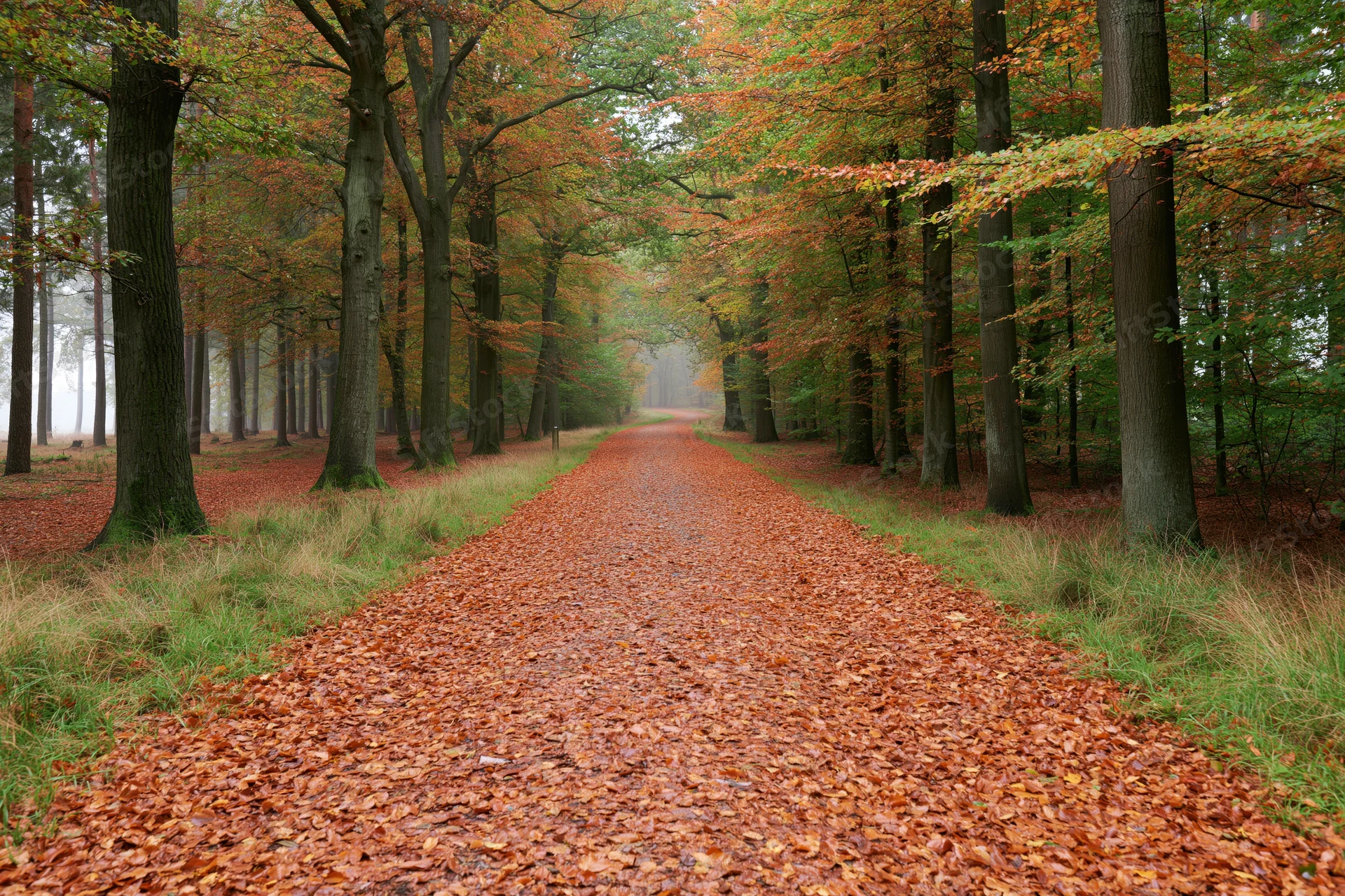 Forest path covered in fallen autumn leaves leading into misty distance