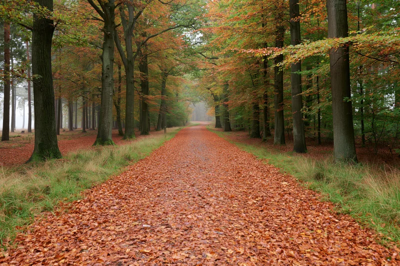 Forest path covered in fallen autumn leaves leading into misty distance