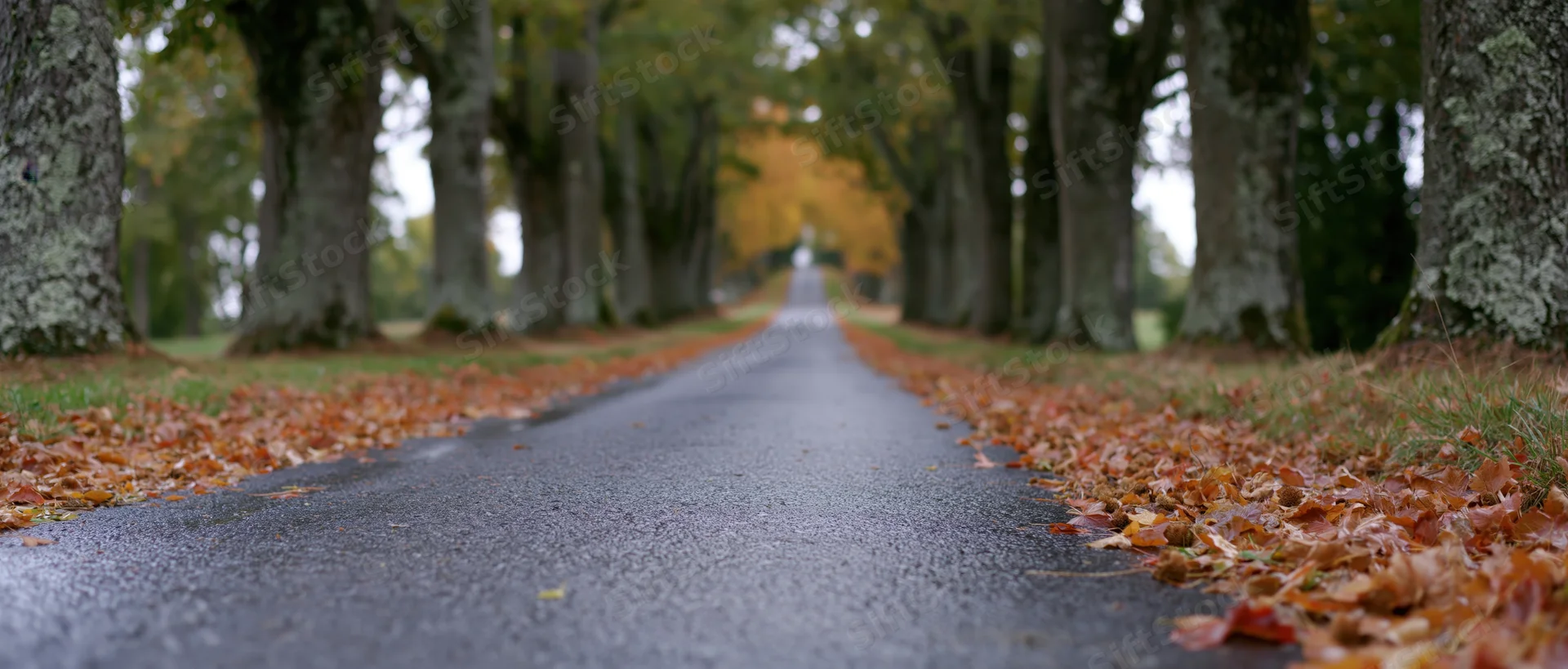 Narrow asphalt road lined with trees and fallen autumn leaves stretching into the distance