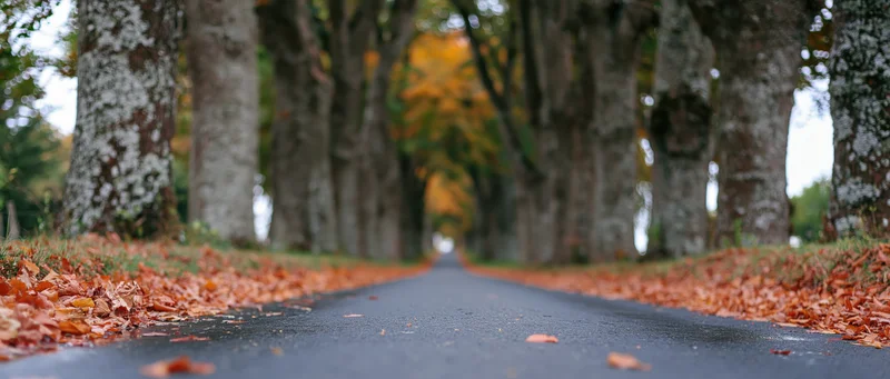 Narrow asphalt road lined with trees and fallen leaves stretching into the distance