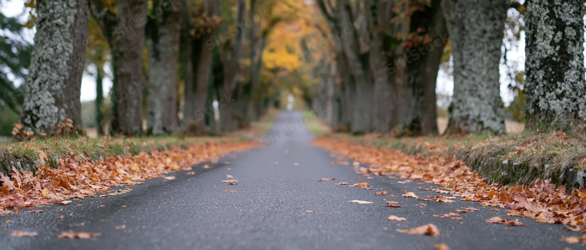 Narrow asphalt road lined with trees and fallen leaves stretching into the distance
