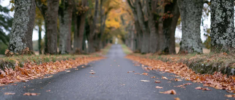 Narrow asphalt road lined with trees and fallen leaves stretching into the distance