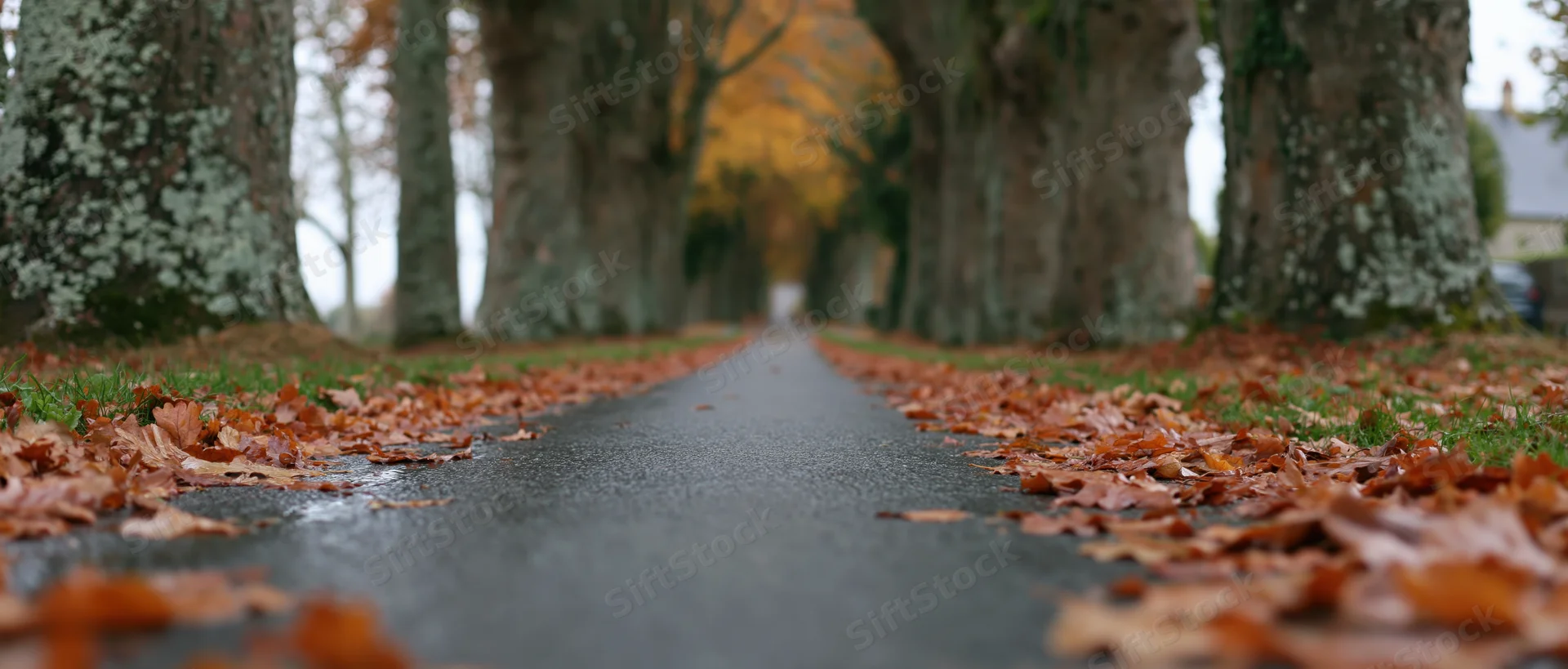 Narrow asphalt road lined with trees and fallen leaves stretching into the distance