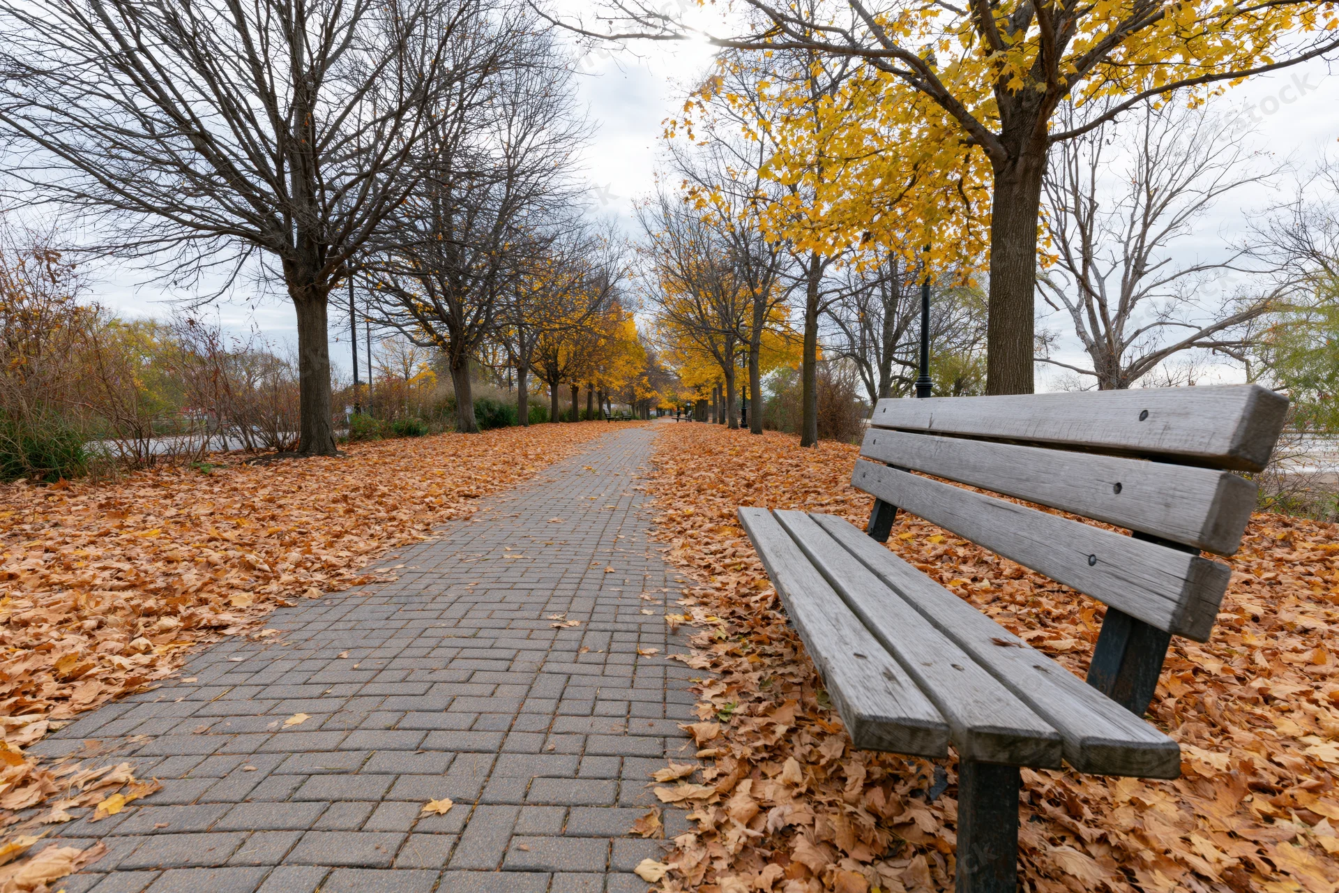 Empty wooden bench beside a brick-paved path covered in fallen autumn leaves in a park