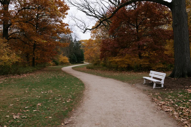 Winding dirt path through autumn trees in a park with a white bench beside it