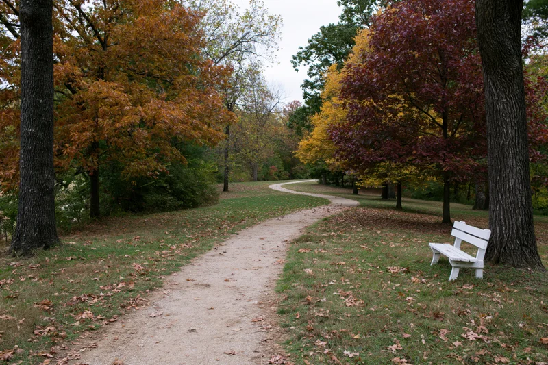 Curving path through autumn trees in a park with a white bench beside it