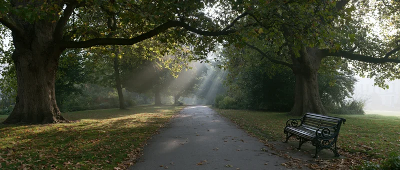 Paved path through a misty park lined with large trees and a bench in early autumn morning light