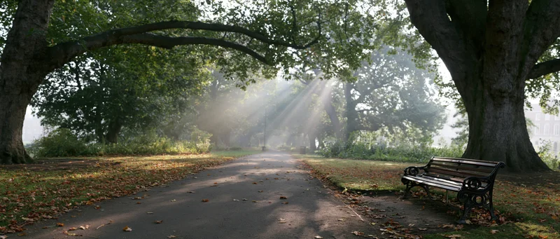 Empty park path lined with trees and a bench in early autumn morning light