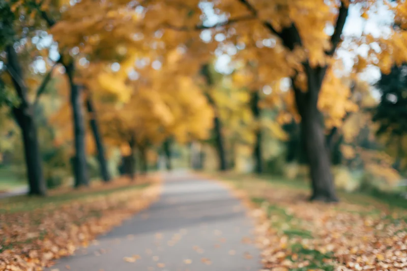 Paved path winding through autumn park lined with trees and fallen leaves