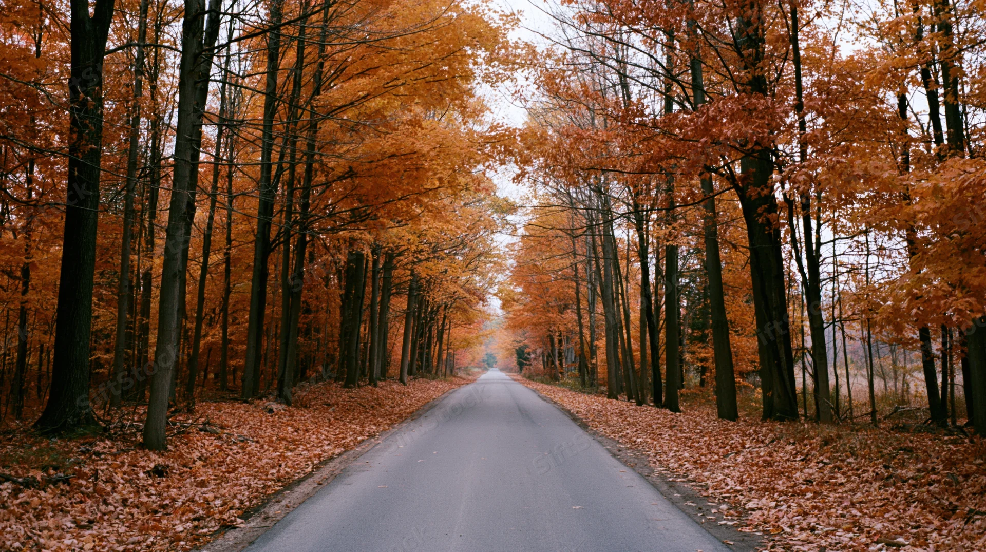 Rural road lined with tall trees in peak autumn foliage, covered in fallen orange leaves