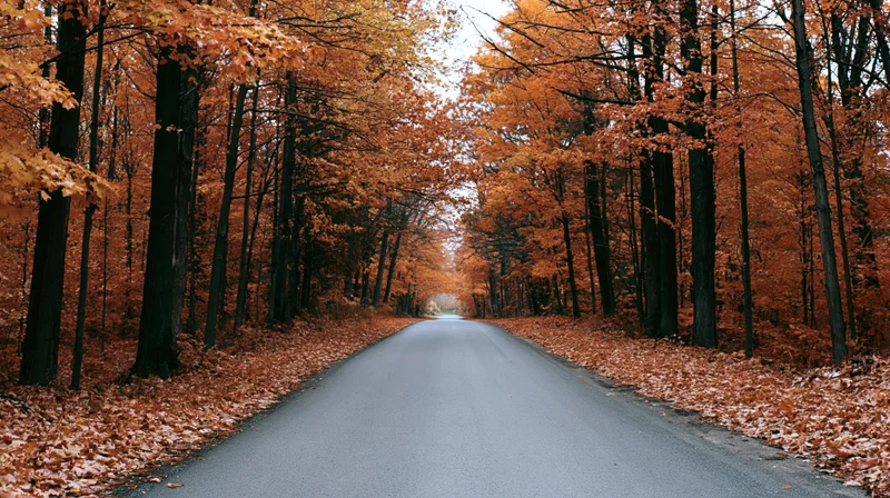 Empty rural road lined with tall trees in peak autumn foliage