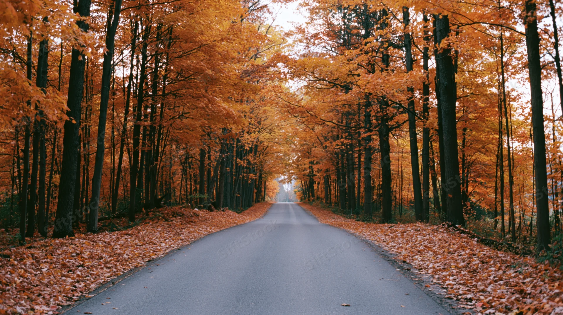 Empty rural road lined with tall trees in peak autumn foliage