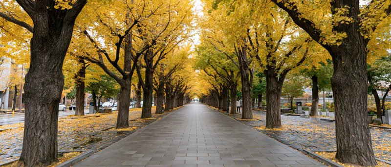 Ginkgo trees with yellow foliage lining a paved pedestrian pathway in an urban park during autumn